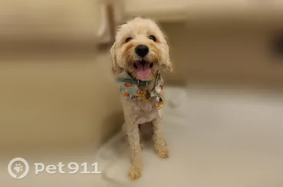 Lost dog, Poppy Hills Court, 1831, Merced — male Maltipoo with chipped collar tags - photo