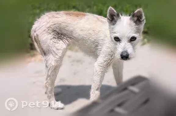 Lost dog, female, Lombard Road, 4499, Ellenwood, Panthersville — small white dog with black spots - photo