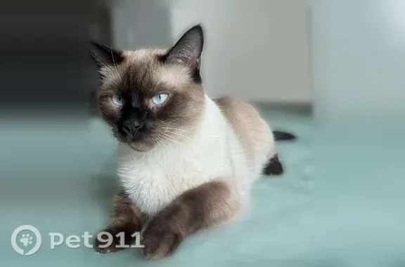 Lost cat, Edgecove Court, 7434, Las Vegas — male Siamese with blue eyes - photo