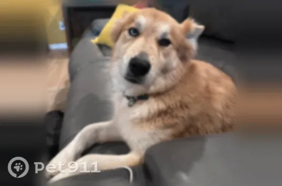 Found dog Bastrop, photo: Found dog, Sun Chase Parkway, 7401, Austin, Bastrop — female with one blue eye and one brown eye