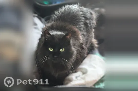 Lost cat, Taylor Mill Road, 6530, Independence — female with green eyes - photo