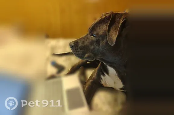 Lost male dog, Circle Drive, 201, Alvarado — blue-gray pit mix with white chest - photo