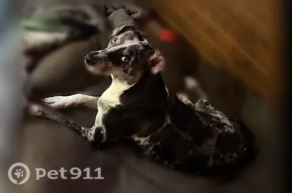 Lost dog, North Vera Cruz Drive, 3672, Overland Park — female Blue Merle Catahoula - photo
