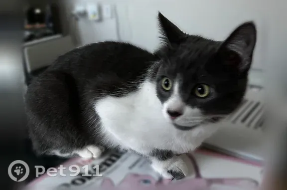 Lost male cat, West Ohio Avenue, 6394, Lakewood — gray back and white spot - photo