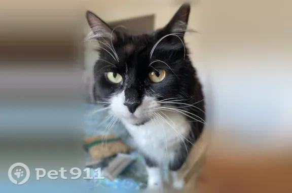Lost cat, Goss Street, 20, Clinton — female black and white tuxedo - photo