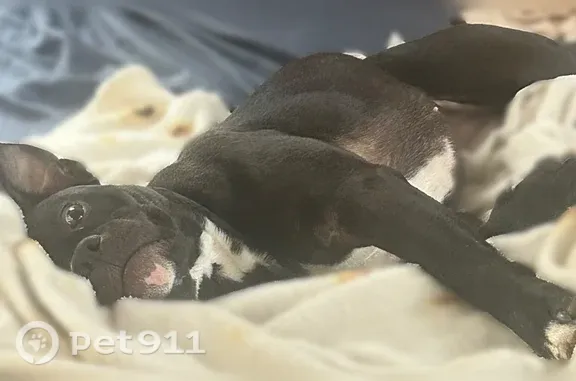 Lost and found pets Jefferson City, photo: Lost dog, Jefferson City, Missouri — female black pitbull mix with white markings