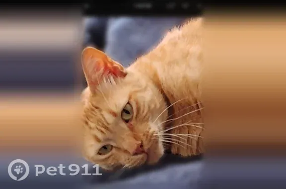 Lost cat, Iona Street, 6414, Diamondhead — male with yellow-gold eyes - photo