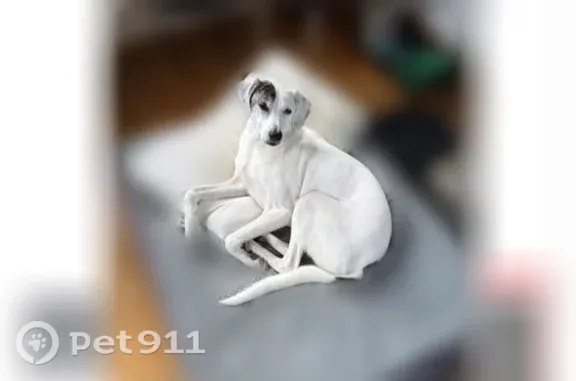 Lost dog, New Elizabeth Street, 240, Wilkes-Barre, Scranton — female foxhound mix - photo