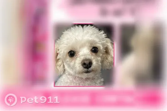 Lost dog, Irving Street, 35, Denver — white female Maltese-poodle mix - photo