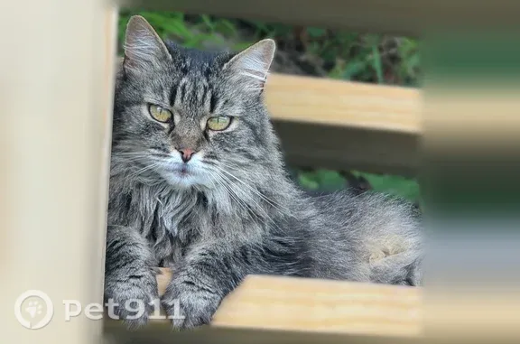 Lost female cat, Lost Park Road, Colorado, Denver — 7 lb Maine Coon - photo