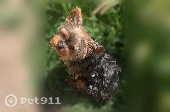 Shes 4-5lbs dark brown/black/caramel fur yorkie SENIOR DOG WHO CANT BE AWAY FROM HOME