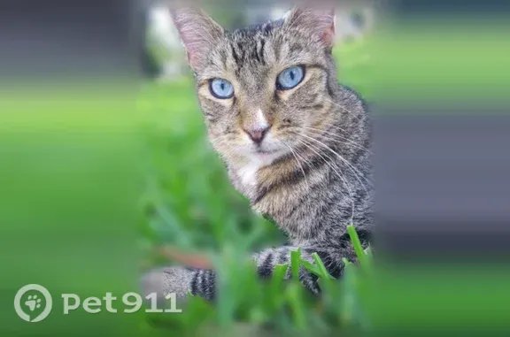 Lost male cat, Haynesville Highway, 1752, El Dorado — white facial markings - photo