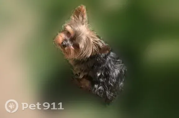Brown/caramel fur 4-5lbs yorkie senior dog who looks like puppy