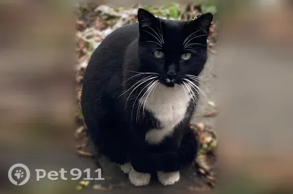 Lost and found pets Salt Lake City, photo: Lost cat, 1100 East, 828, Salt Lake City — black & white tuxedo, male