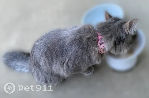 Lost and found pets Sunnyvale, photo: Found female cat, Sunnyvale — pink collar with AirTag and ring tag
