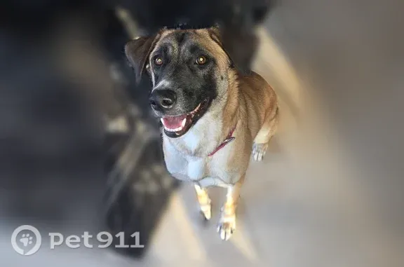 Lost dog, Jomar Drive, Concord, Oakland — female with floppy ears - photo