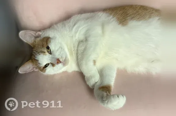 Lost cat, male, Valkyrie Stree...