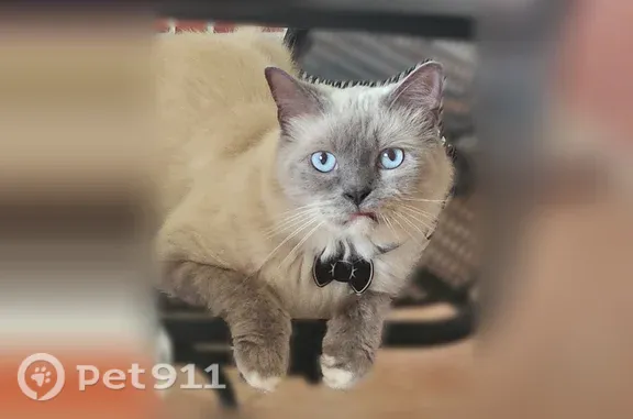 Lost and found pets Dandridge, photo: Lost male cat, Bramble Hill Court, 3102, Houston, Dandridge — black bow tie