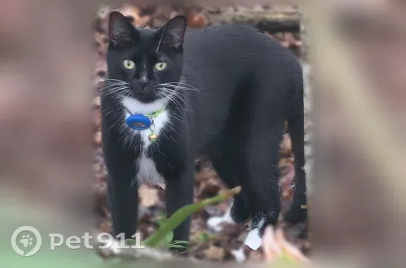 Lost cat, Sandpiper Cove, Coll...