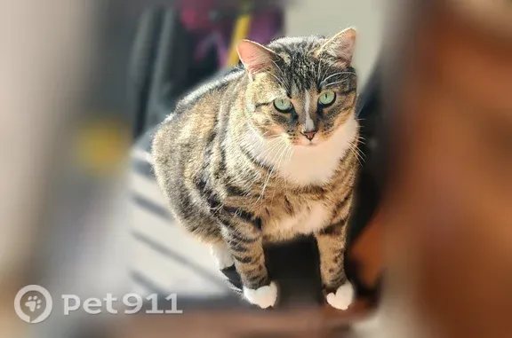 Lost male cat, North Sauganash Lane, 5934, Chicago — white feet and nose stripe - photo