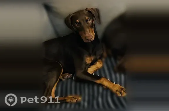 Lost and found pets Vista, photo: Lost dog, Gardena, California, Vista — female, 1 year old, brown