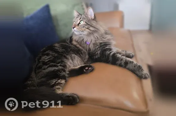 Lost cat, Live Oak Drive, 1105, Providence Village, Providence Village — male Norwegian Forest cat with green eyes - photo
