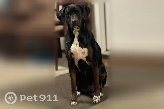Lost dog, female, Seaward Court, 140, Kingsland — escaped the backyard fence - photo