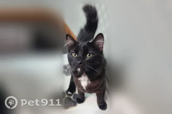 Lost and found pets Phoenix, photo: Found cat, North McQueen Road, 860, Chandler, Phoenix — friendly male cat