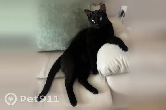 Lost and found pets Dallas, photo: Lost male cat, Trinity Mills Road, 4384, Dallas — wearing a purple flea collar