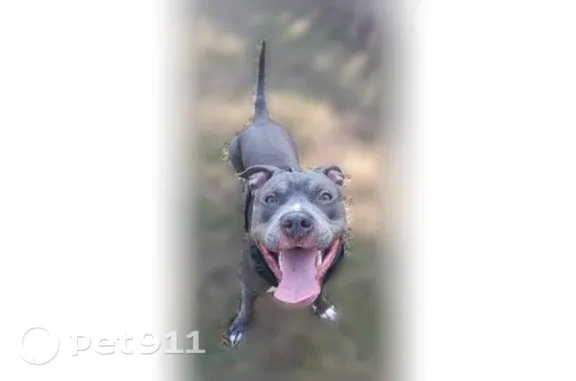 Lost Dog, Royce Street, 804, Pensacola — Female with a Blue Collar - photo