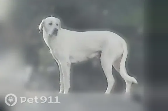 Lost and found pets Dallas, photo: Found dog, Hillcrest Road, 18400, Dallas — frightened white female Labrador