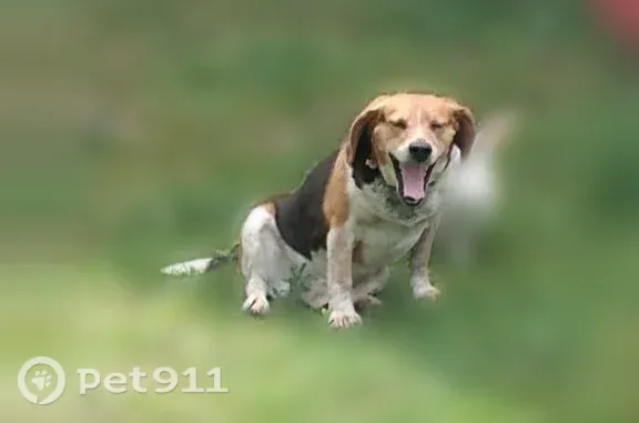Lost dog, Kentucky 657, 3935, Lewisport — brown beagle - photo