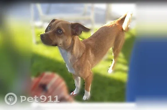 Lost Dog, Grass Valley Road, 4998, Oakland — Female Chihuahua - photo