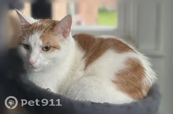 Lost and found pets Des Plaines, photo: Lost cat, Maple Street, 1959, Des Plaines — friendly but shy male