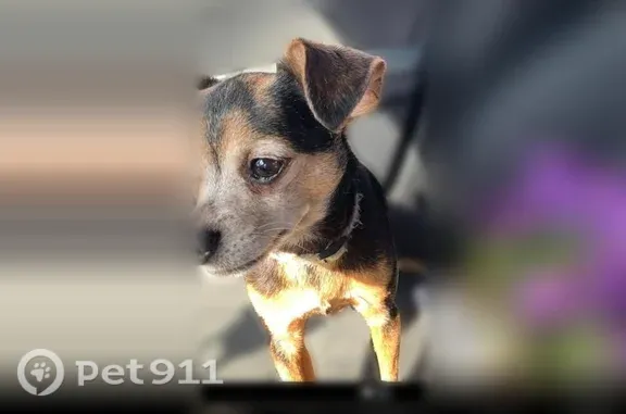 Missing dog Owensboro, photo: Lost dog, Werner Avenue, 1311, Owensboro — senior male Chihuahua/Min Pin mix
