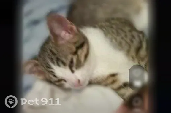 Lost and found pets Westminster, photo: Lost cat, male, Lowell Boulevard, 7985, Westminster — tiger-striped mackerel kitten