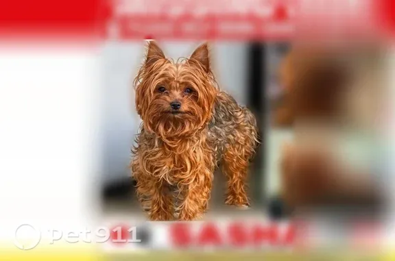 Lost dog, Ross Avenue, Wilkinsburg, McKeesport — female with a white collar - photo