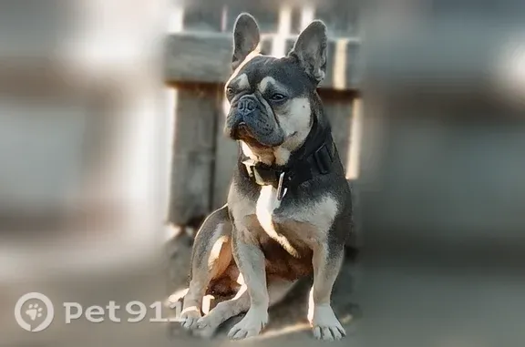Lost and found pets Riverside, photo: Lost dog, Mountain Avenue, 11177, Riverside — male black and tan French bulldog