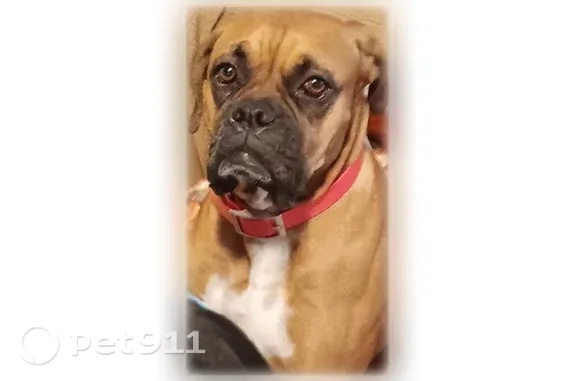 Lost dog, West 4th Street, 829, Anniston — brown female Boxer with a long tail - photo