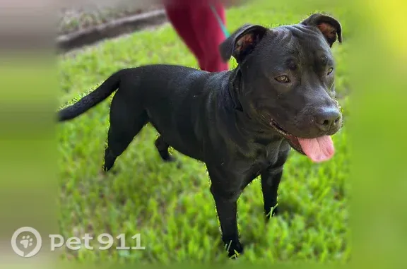 Found dog Houston, photo: Found Dog, Garden Oaks Boulevard, 337, Houston — male with brown eyes
