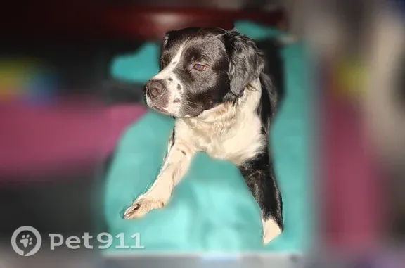Lost dog, Towles Road, 105, Bloomingdale — shaggy black-and-white male - photo