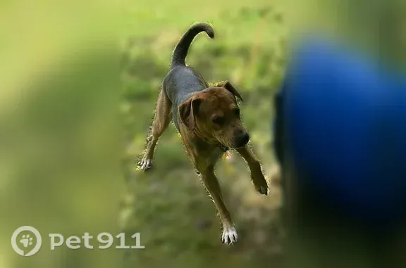 Lost dog, French Mill Road, 659, Dandridge — male pit mix with black-and-brown fur - photo