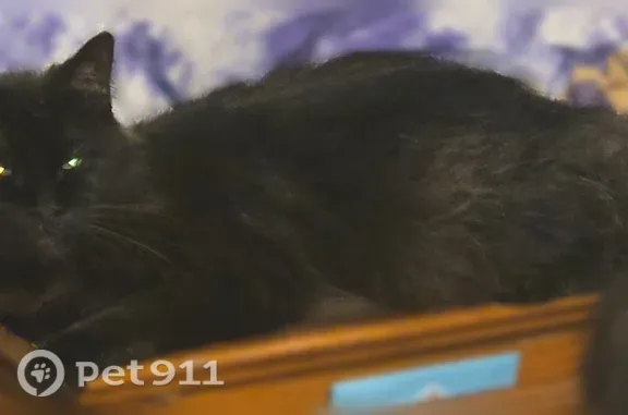 Lost cat, Muncie, Indiana, Indianapolis — skittish male - photo