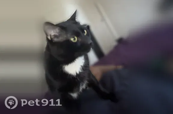 Missing cat Rochester, photo: Lost male cat, Milford Street, Rochester — white chest patch and white paws