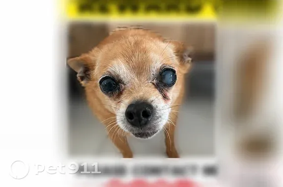 Lost pets Miami, photo: Lost dog, Southwest 58th Court, 2025, Miami — male, 12 years old