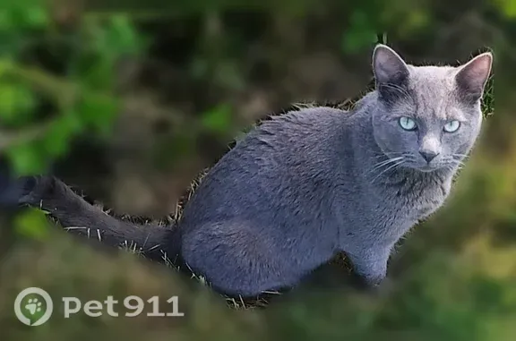 Lost male cat, Fairway Park Drive, Montrose, Columbus — gray coat and green eyes - photo