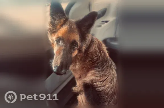 Found dog Riverside, photo: Found dog, Nandina Avenue, 17810, Riverside — male German shepherd