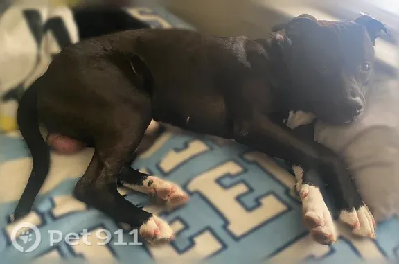 Lost dog, East 135th Street, 1440, East Cleveland — black with white chest and paws - photo