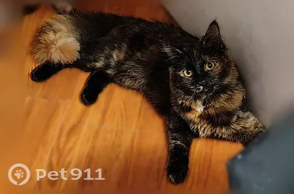 Lost cat, Avalon Street, 3319, Riverside, Vista — female tortoiseshell cat - photo