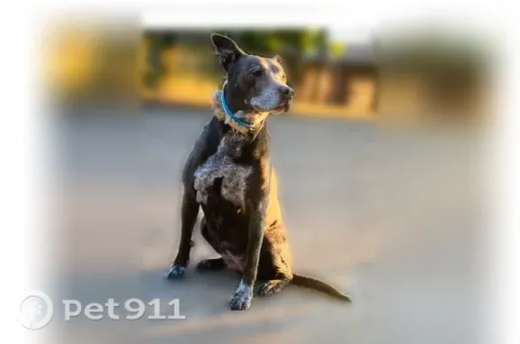 Lost female dog, Atlanta Street, 3204, Dallas — senior and mostly deaf - photo